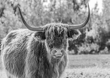 Schottischer Highlander in Lentevreugd