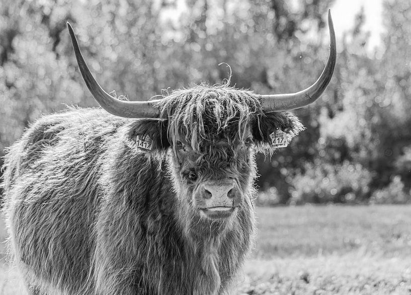 Schottischer Highlander in Lentevreugd von Lies Bakker