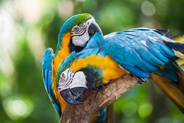 Twee papegaaien verzorgen hun veren van Jan Schneckenhaus