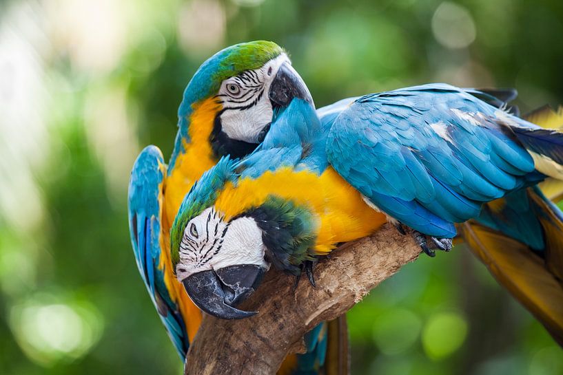 Two parrots grooming their feathers by Jan Schneckenhaus