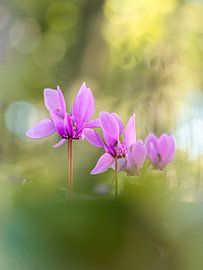 Pretty in Pink von Angela Kraan