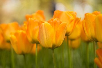 Oranje tulpen van Sungi Verhaar