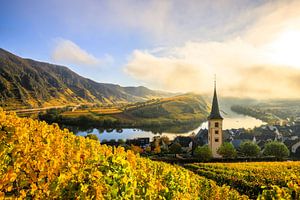 Die Moselschleife, ein wunderschöner Fluss in Deutschland, macht eine 180-Grad-Schleife. mit Weinber
