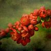Blossoming Red Japanese Quince Spring Flowers by Diana van Tankeren