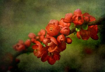 Blossoming Red Japanese Quince Spring Flowers