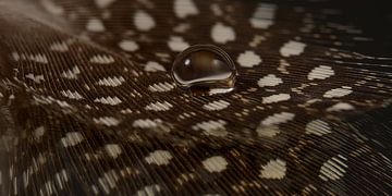 Panorama of a drop on a feather of a guinea fowl by Marjolijn van den Berg
