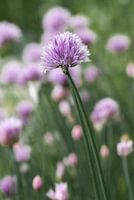 Knoflookbloem