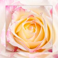 silence of the rose