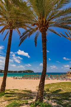 Beautiful sand beach with palm trees on Majorca, Spain by Alex Winter