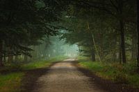 Brouillard dans les bois