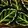 TROPICAL GREEN-GOLD LEAVES-2 by Pia Schneider