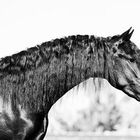 Fries paard van Sabine Timman