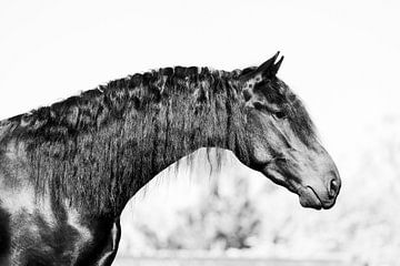 Fries paard sur Sabine Timman