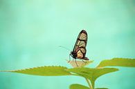 Vlinder in de tropen van Tom Hengst thumbnail