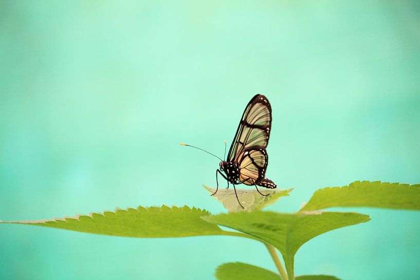 Vlinder in de tropen van Tom Hengst