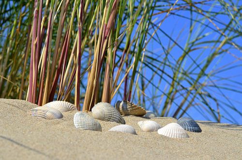 Muscheln am Strand