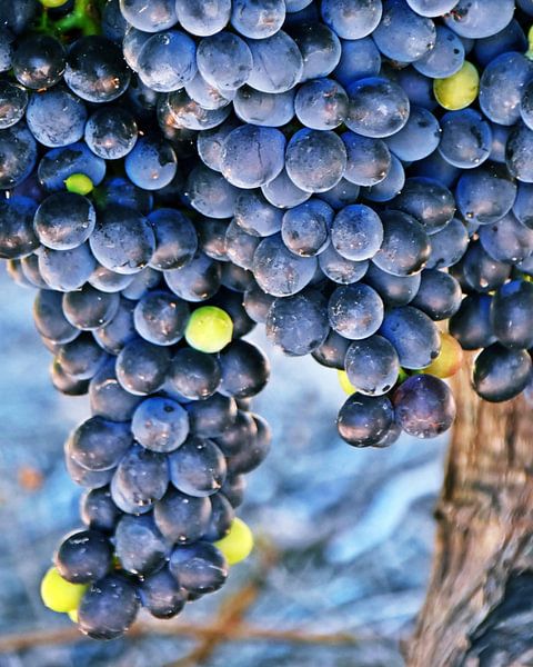 blue grapes on the vine by Werner Lehmann
