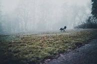 Eerie Forest by Meike Huibers thumbnail