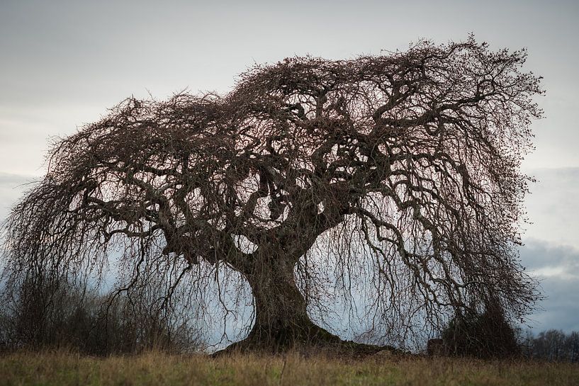 Old sinner beech by Jürgen Schmittdiel Photography