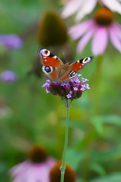 Tagpfauenauge Schmetterling auf Blume von Tot Kijk Fotografie: natuur aan de muur