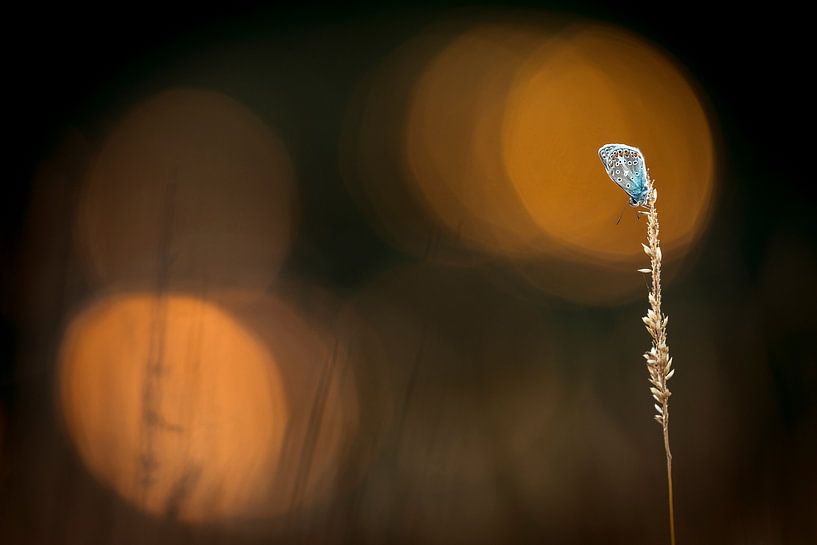 Icarus blue with bokeh by Erik Veldkamp