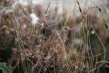 Spinnenweb van Teun Huisman