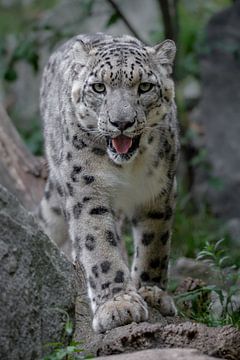 Snow leopard on the hunt by Jery Wormmeester