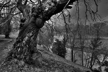 Levens Deer Park, Kendal England, zwart-wit landschapsfoto van Photoworkx - Rob Severijnen