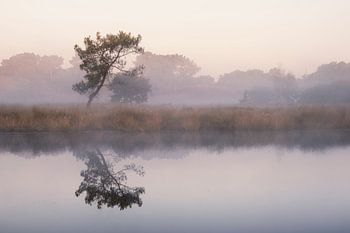 Ruhiger Morgen am ’t Quin in den Maasduinen