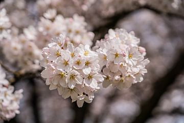 De betovering van sakura voor altijd bij jou thuis van Jeroen de Jongh Fotografie