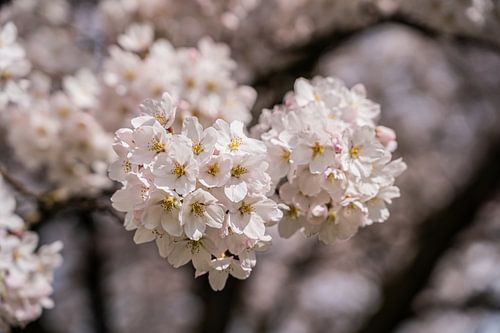 De betovering van sakura voor altijd bij jou thuis