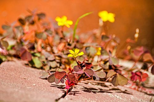 Creeping woodsorrel