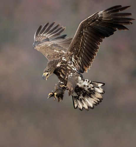 Seeadler auf den Angriff