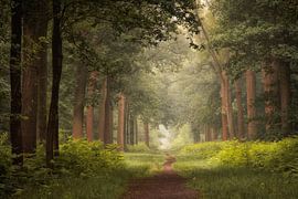 Das Ende des Waldes von Jos Erkamp