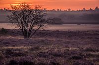 Zonsopkomst op de Hoorneboegse Heide
