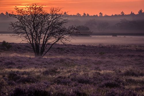 Zonsopkomst op de Hoorneboegse Heide