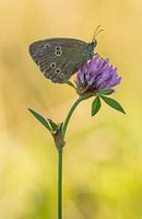 Gimpel sitzt auf Rotklee