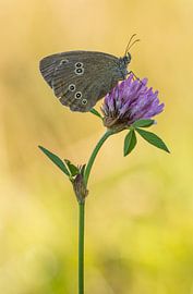 Koevinkje zittend op rode klaver van Thijs van den Burg