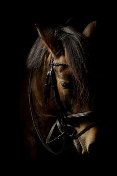 paardenhoofd, kleur van Daniel Damnitz