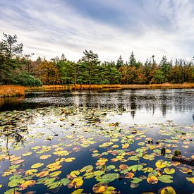 Freulevijver in de Herfst Wijnjewoude van R Smallenbroek