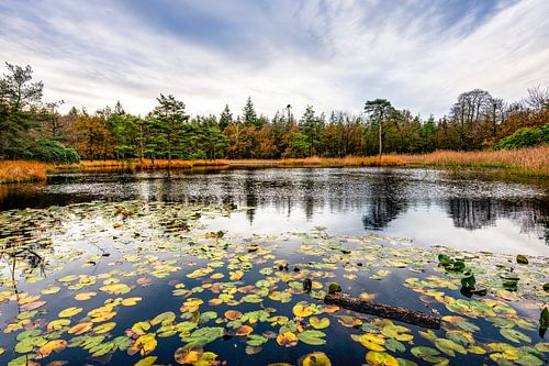 Freulevijver in de Herfst Wijnjewoude