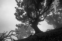 Der Nebelwald
