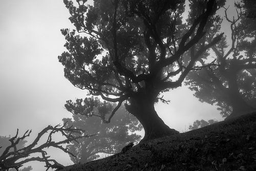 Der Nebelwald