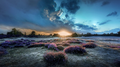Blühende Heide und Sonnenuntergang in den kahlen Dünen von Aekingerzand von R Smallenbroek
