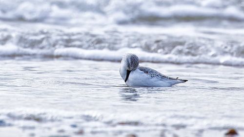 De verlegen strandloper