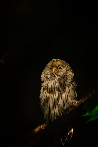 the owl by Wietske Uffelen