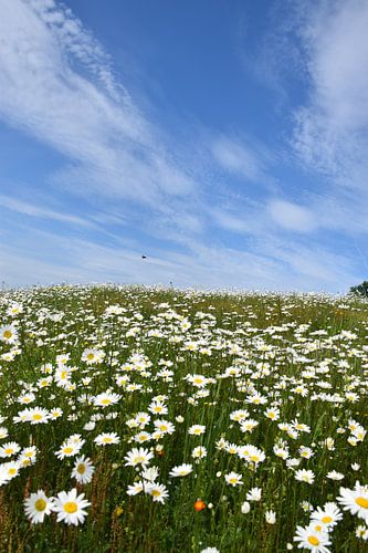 Een veld met madeliefjes in bloei