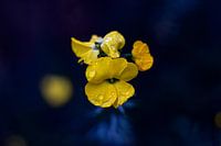 Fleur | Fleur japonaise jaune
