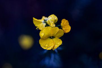 Bloem | Gele Japanese bloem van Femke Steigstra