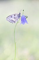 Butterfly checkerboard